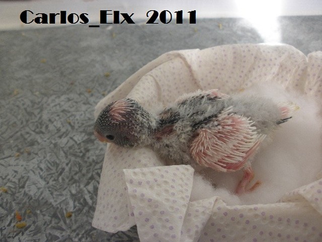 1º `pollo 16-2-11 1º `pollo 16-2-11