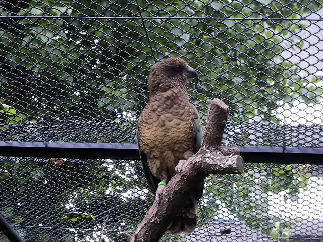 Kea (Nestor notabilis)