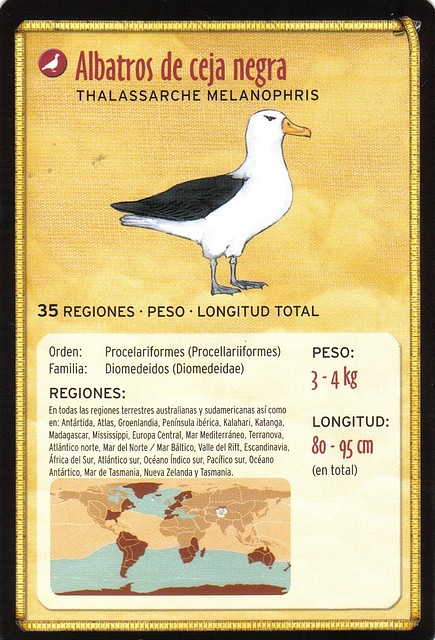 albatros de ceja negra