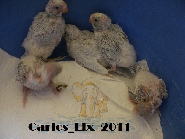 todos 9-9-2011 todos 9-9-2011