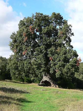 Mendaza,_Navarra_Spanien-Steineiche