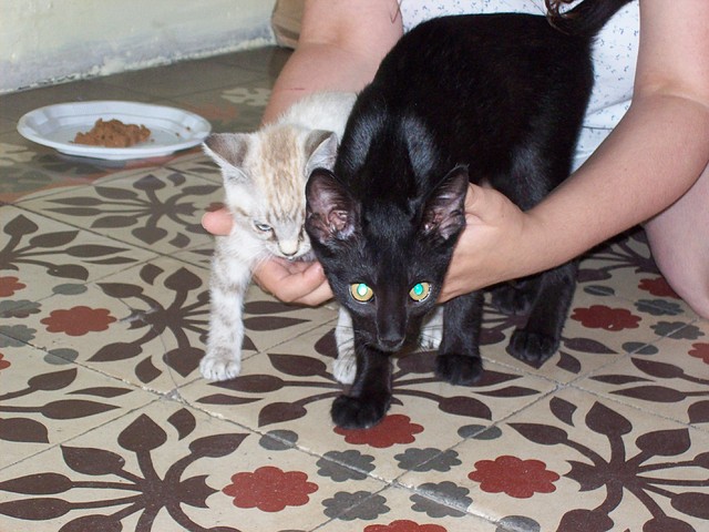 Faris y Princessa Faris y Princessa