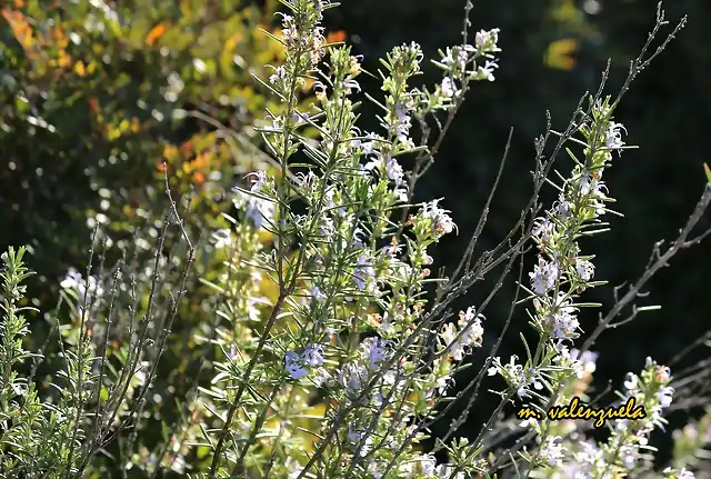 13, flores por todos lados, marca