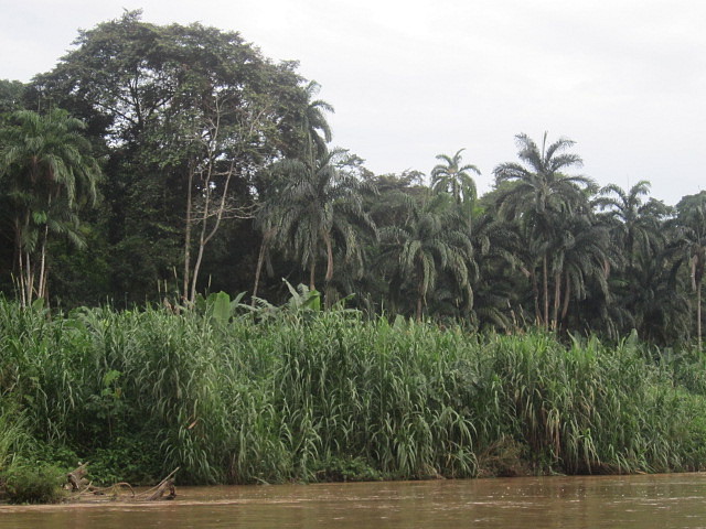 Selva Selva