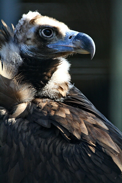 Zoo de Barcelona 04-03-11 508