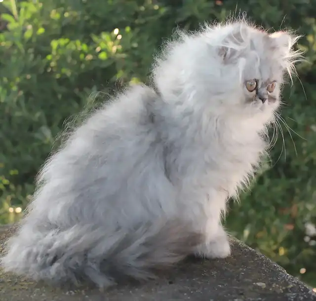 Persa Macho Silver Tabby Blotched