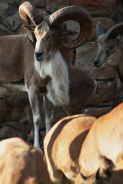 Kgaswane Mountain Reserve 19-04-09 & National Zoological Gardens 248 Kgaswane Mountain Reserve 19-04-09 & National Zoological Gardens 248