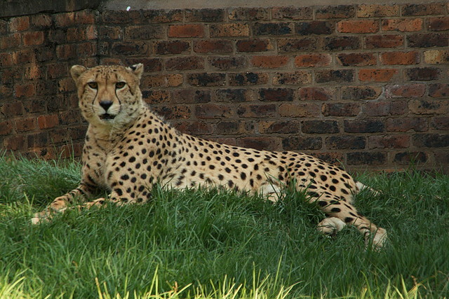 Kgaswane Mountain Reserve 19-04-09 & National Zoological Gardens 182