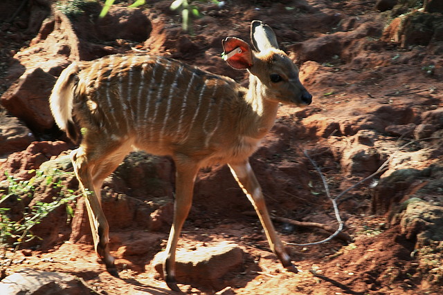Kgaswane Mountain Reserve 19-04-09 & National Zoological Gardens 231