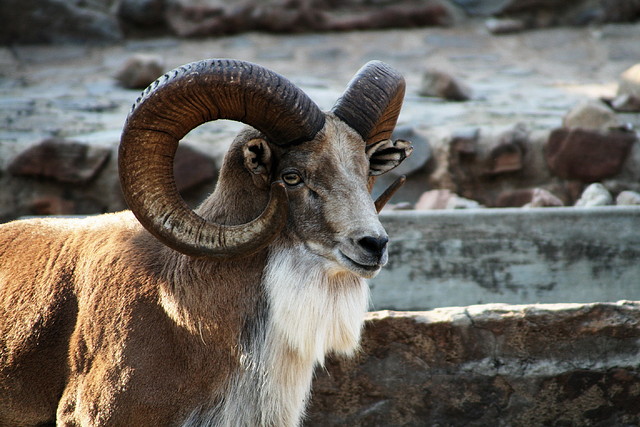 Kgaswane Mountain Reserve 19-04-09 & National Zoological Gardens 232 Kgaswane Mountain Reserve 19-04-09 & National Zoological Gardens 232