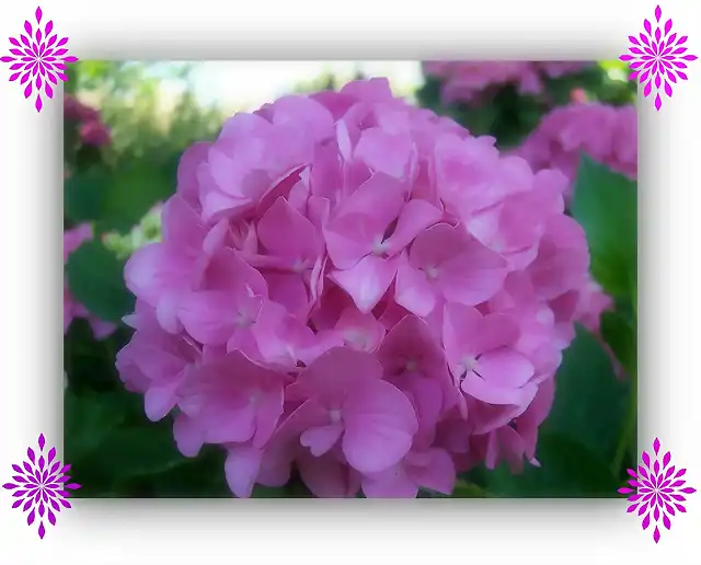 Hortensia_2