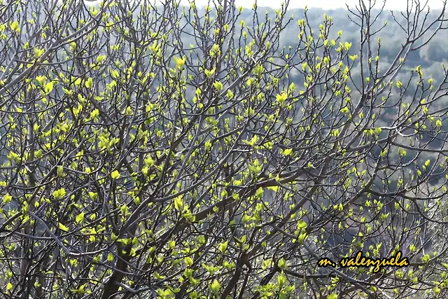 05, higuera en flor, marca