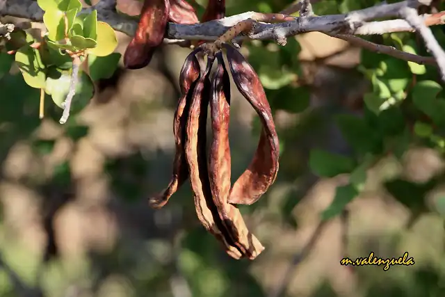 04, algarrobas, marca