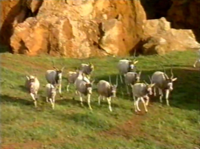 34-Addax herd 34-Addax herd