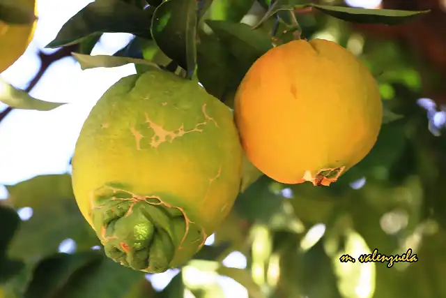 10, naranjas madurando, marca