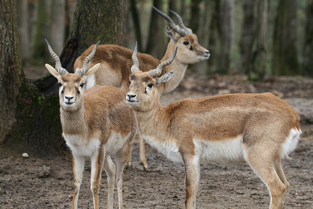 Zoo Lyon + Safari Peaugres febrer 2011 1040 Zoo Lyon + Safari Peaugres febrer 2011 1040
