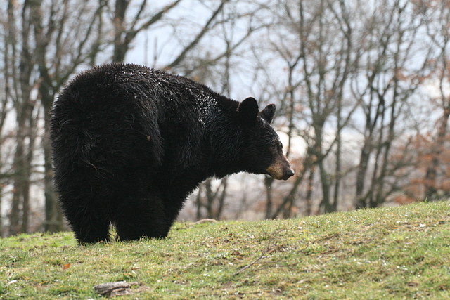 Zoo Lyon + Safari Peaugres febrer 2011 1030 Zoo Lyon + Safari Peaugres febrer 2011 1030