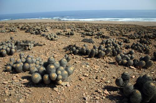 Copiapoa cinerea ssp. haseltoniana fma. gigantea