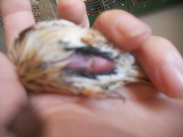 DSCN9756 DSCN9756