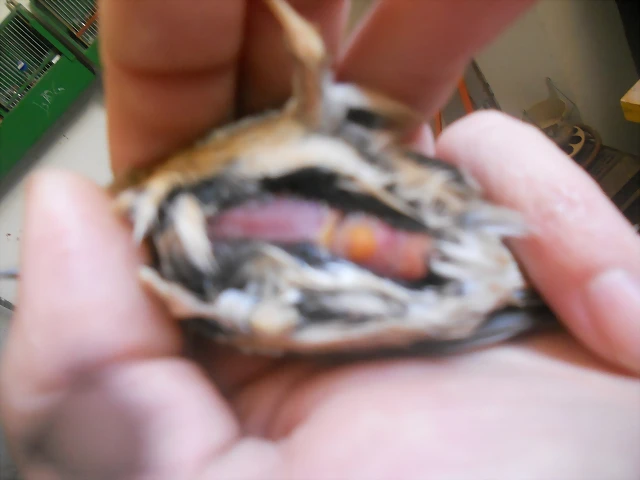 DSCN9754 DSCN9754