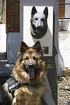 perro polica condecorado por detectar un bomba lapa-Solo hay en el mundo 21