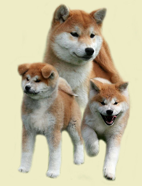 Akita Inu Japons