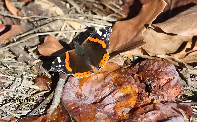 14, mariposa, marca