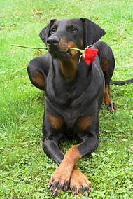 doberman4