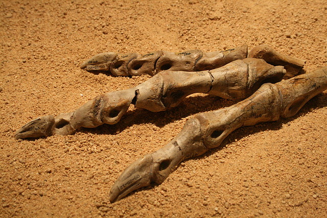 CosmoCaixa 06-03-11 i Zoo de Barcelona 07-03-11 041 CosmoCaixa 06-03-11 i Zoo de Barcelona 07-03-11 041