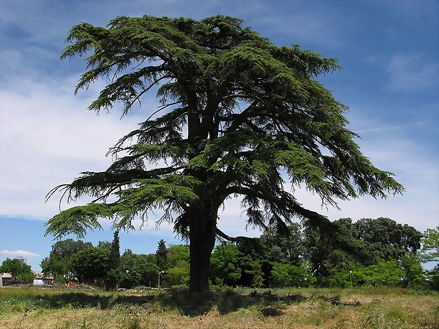 Cedrus_libani_Palacio