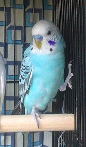 ¿opalino azul cielo? ¿opalino azul cielo?