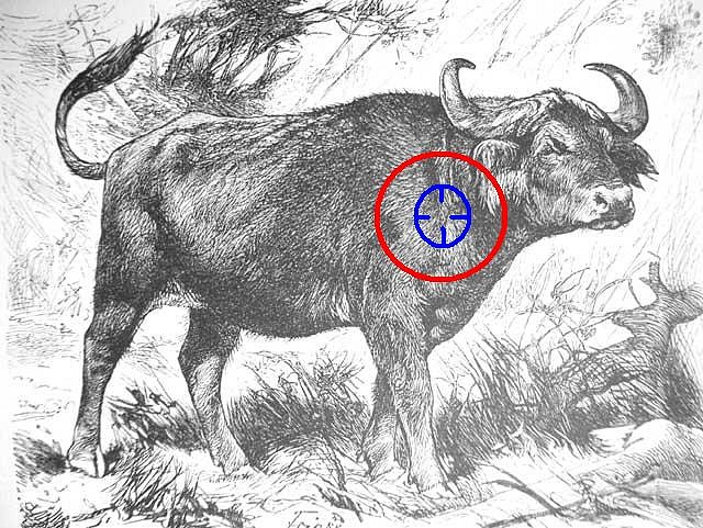 African_Buffalo_Drawing_historic African_Buffalo_Drawing_historic