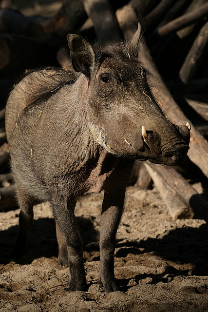 Zoo de Barcelona 08-01-2011 540 Zoo de Barcelona 08-01-2011 540