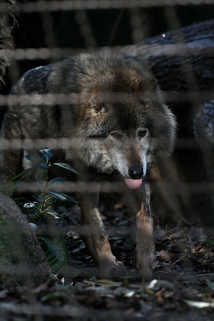 Zoo de Barcelona 08-01-2011 520 Zoo de Barcelona 08-01-2011 520