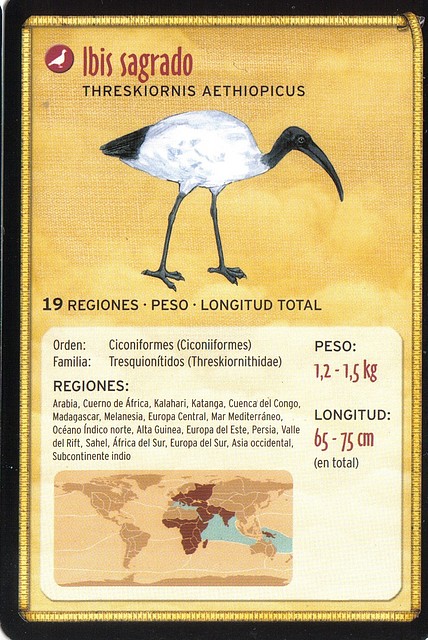 ibis sagrado