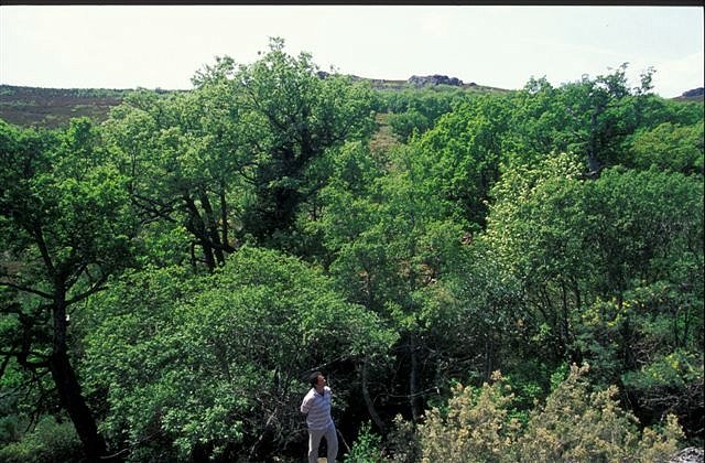 Robles en Velilla, Muelas de los Caballeros