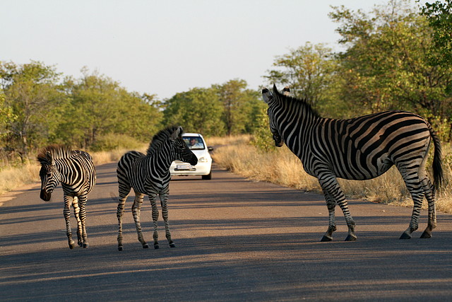 Kruger National Park 28-31 mayo 2009 792 Kruger National Park 28-31 mayo 2009 792