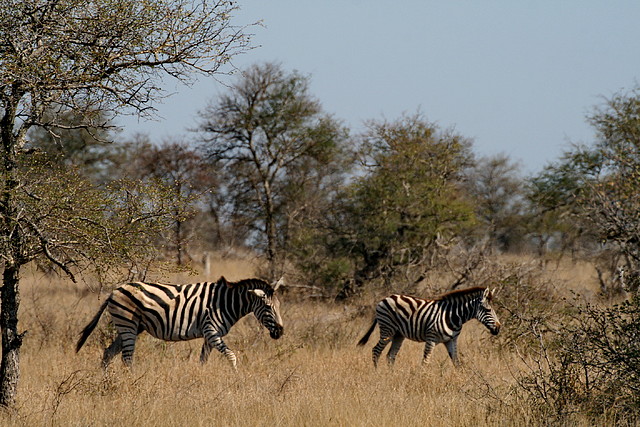 Kruger National Park 28-31 mayo 2009 1012 Kruger National Park 28-31 mayo 2009 1012