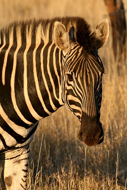 Kruger National Park 28-31 mayo 2009 821 Kruger National Park 28-31 mayo 2009 821