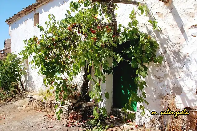 14, cortijo de Pedro Requena, marca