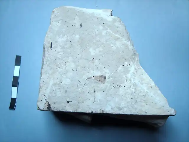 Semilla, Quesa (2) mioceno
