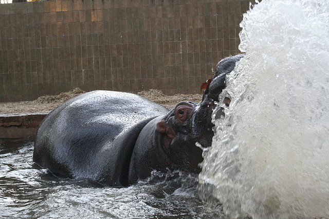 Zoo de Barcelona 15-12-2010 131 Zoo de Barcelona 15-12-2010 131