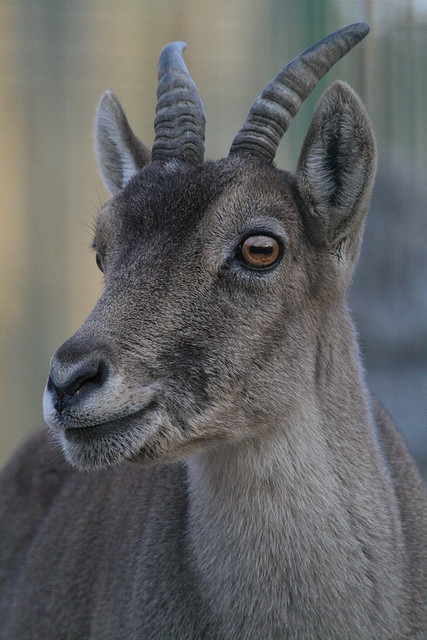 Zoo de Barcelona 15-12-2010 217 Zoo de Barcelona 15-12-2010 217
