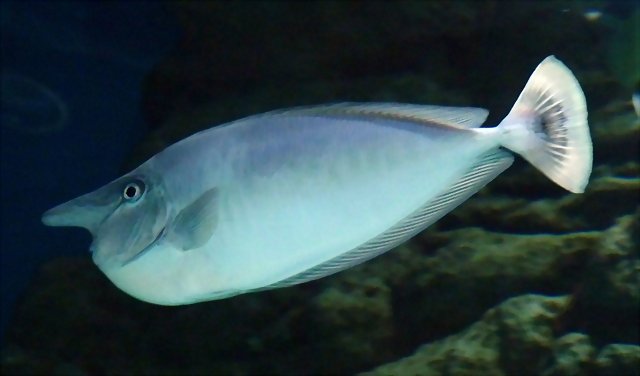 Naso brevirostris 2 (15-10-20 Acuario de Sevilla) Naso brevirostris 2 (15-10-20 Acuario de Sevilla)