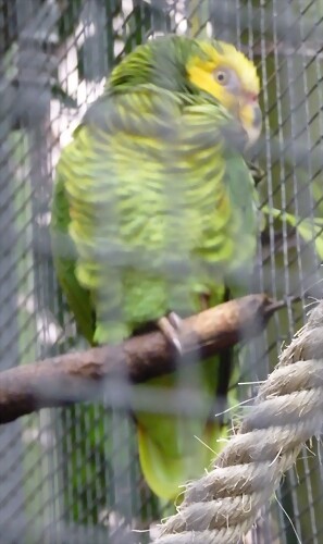 Amazona xanthops Amazona xanthops
