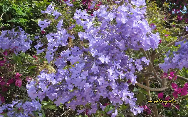 02, flor de la jacaranda, marca