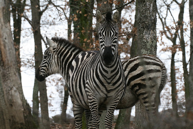 Zoo Lyon + Safari Peaugres febrer 2011 1540 Zoo Lyon + Safari Peaugres febrer 2011 1540