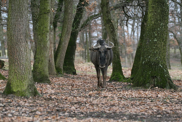 Zoo Lyon + Safari Peaugres febrer 2011 1519 Zoo Lyon + Safari Peaugres febrer 2011 1519
