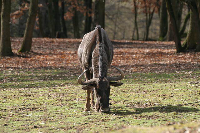 Zoo Lyon + Safari Peaugres febrer 2011 1471 Zoo Lyon + Safari Peaugres febrer 2011 1471