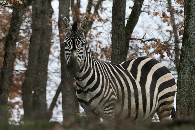 Zoo Lyon + Safari Peaugres febrer 2011 1535 Zoo Lyon + Safari Peaugres febrer 2011 1535